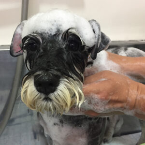 シャンプーMシュナ