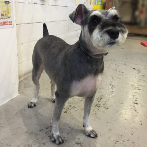 仕上がりMシュナ