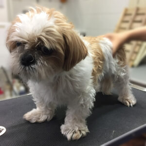 よろしくミックス