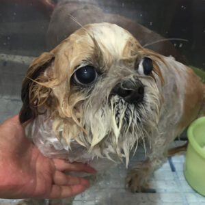 シャンプーミックス