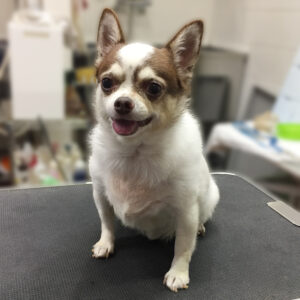 よろしくチワワ