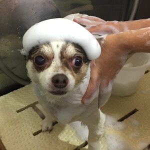 シャンプーチワワ