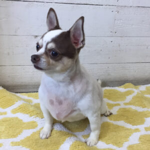 仕上がりチワワ