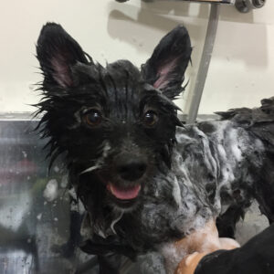 シャンプーポメ