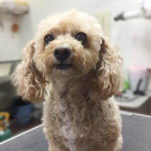 よろしくトイプー