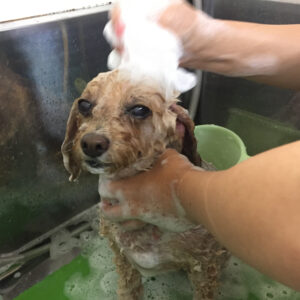 シャンプートイプー