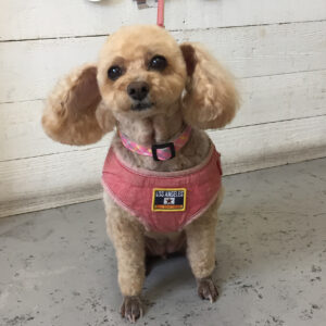 仕上がりトイプー