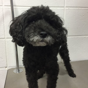 よろしくトイプー