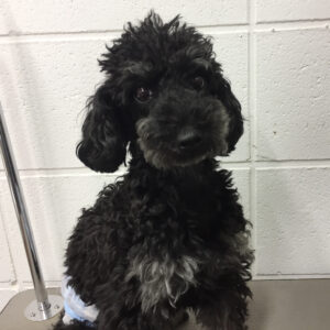 よろしくトイプー