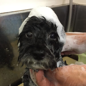 シャンプートイプー