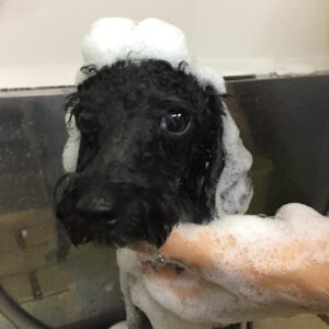 シャンプートイプー