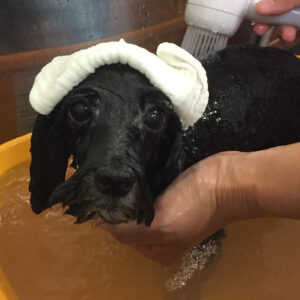 お風呂トイプー