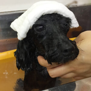 お風呂トイプー