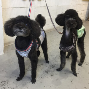 仕上がりトイプー