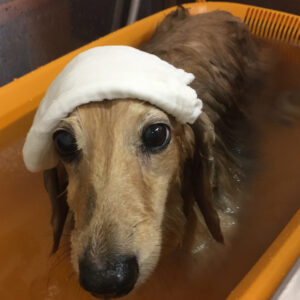 お風呂ダックス