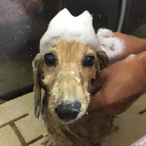 シャンプーダックス