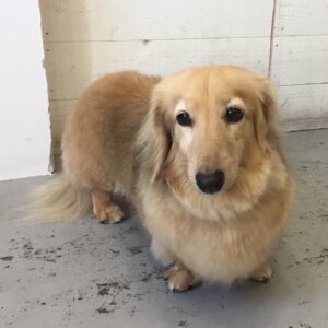 仕上がりダックス