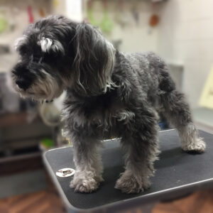 よろしくMシュナ