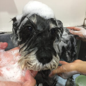 シャンプーMシュナ