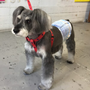 仕上がりMシュナ