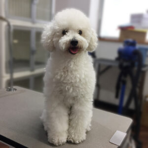 よろしくトイプー