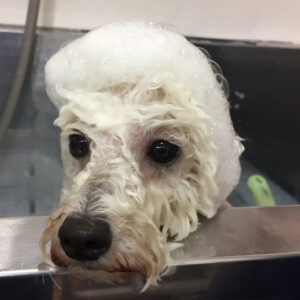 シャンプートイプー