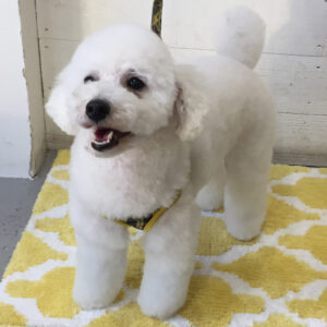 仕上がりトイプー