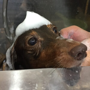 シャンプーダックス