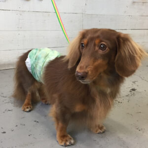 仕上がりダックス