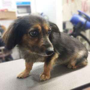 よろしくミックス