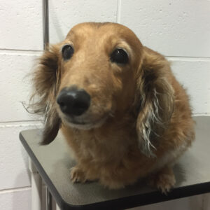 よろしくダックス