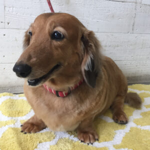 仕上がりダックス