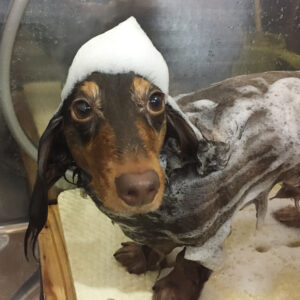 シャンプーダックス