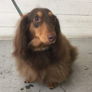 仕上がりダックス