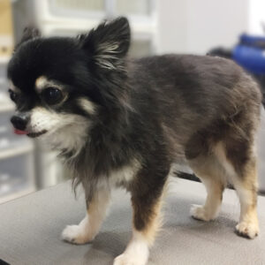 よろしくチワワ