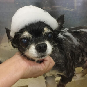 シャンプーチワワ