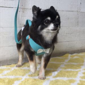 仕上がりチワワ