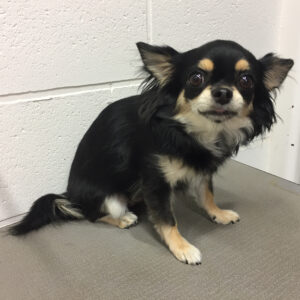 よろしくチワワ