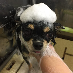 シャンプーチワワ