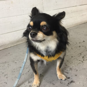 仕上がりチワワ