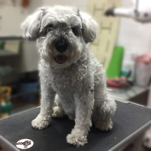 よろしくMシュナ