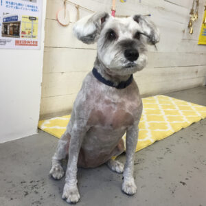 仕上がりMシュナ