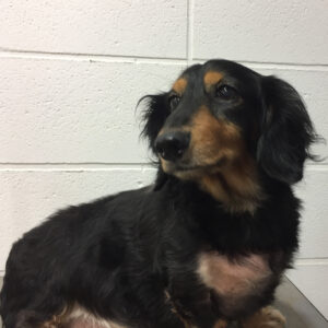 よろしくダックス