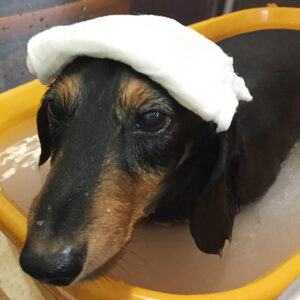 お風呂ダックス