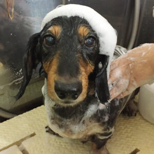 シャンプーダックス