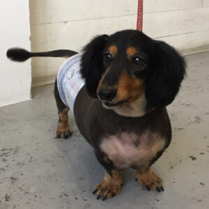 仕上がりダックス