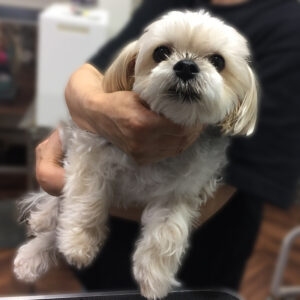 よろしくミックス