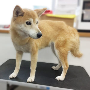 よろしくミックス