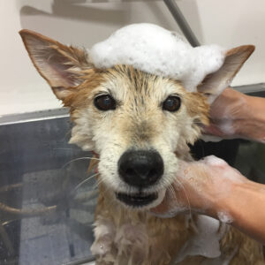 シャンプーミックス