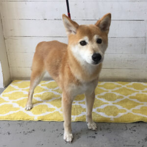 仕上がりミックス